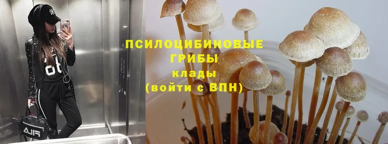 Псилоцибиновые грибы Psilocybine cubensis  цены наркотик  Черкесск 